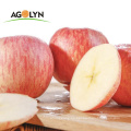 Nueva cultivo Qinguan Fuji Fresh Apple Fruits